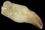 Rooted Mosasaur (Prognathodon) Tooth - Morocco #117045-1